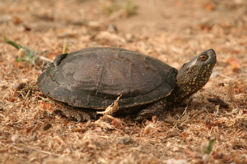 European Pond Turtle