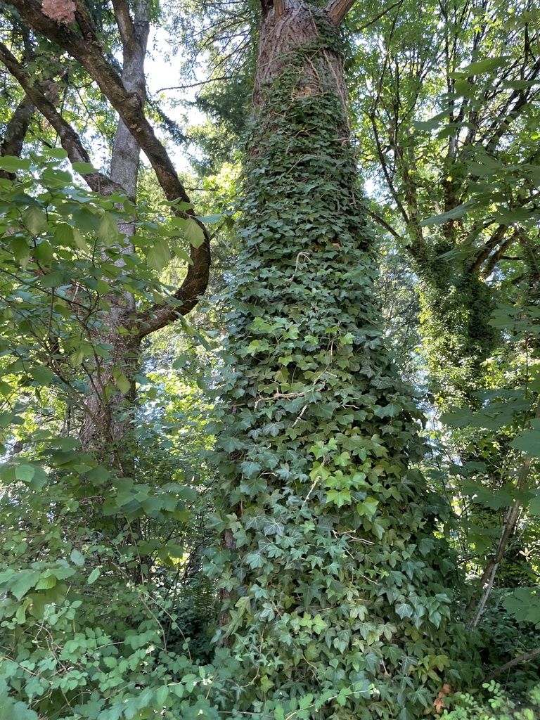 common ivy from SW Parkhill Way, Portland, OR, US on June 27, 2021 at ...