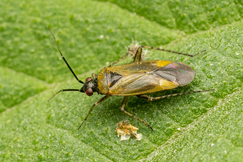 Common Nettle Flower Bug