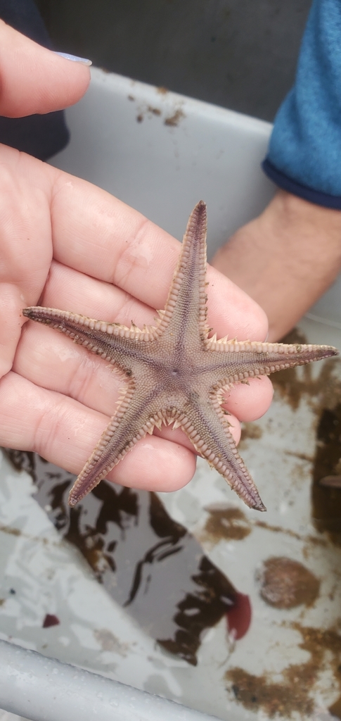Astropecten in June 2021 by Rikki Marzan · iNaturalist