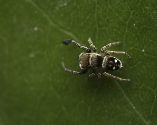 Attulus penicillatus
