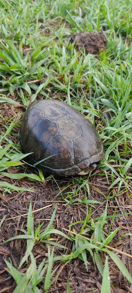 Mexican Mud Turtle from 38996 Guanajuato, Mexico on June 24, 2021 at 08 ...