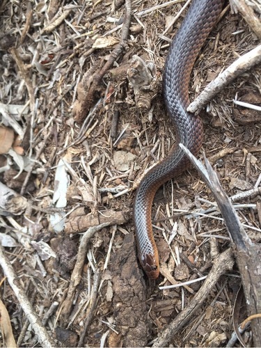 Carpentaria Whip Snake (Cryptophis boschmai) · iNaturalist