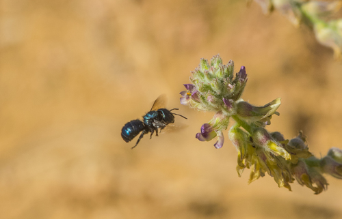 photo of Mason Bees (Osmia)