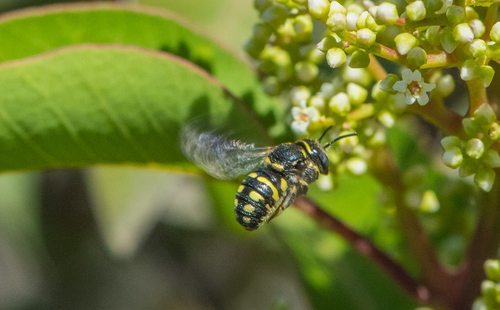 photo of California Rotund-resin Bee (Anthidiellum notatum robertsoni)