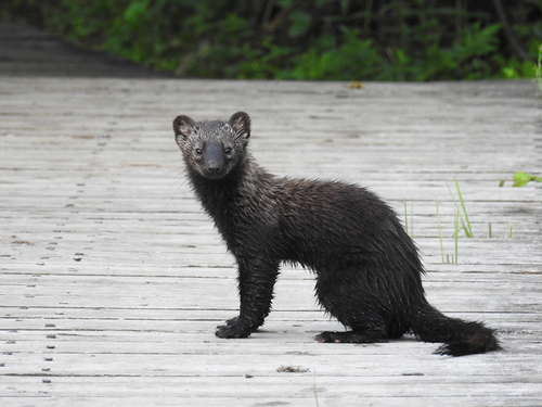 Fisher Weasel in PA