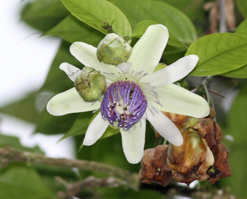 Passiflora popenovii image
