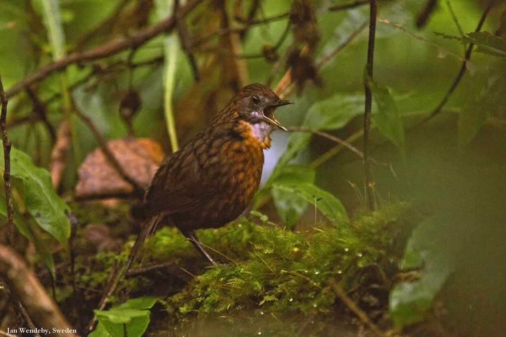 Rusty-breasted Wren-Babbler photo