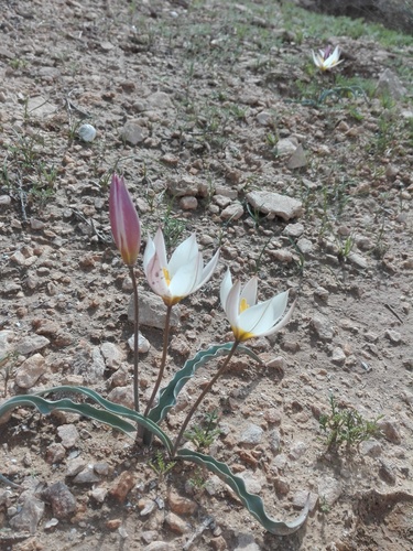 two-flowered tulip