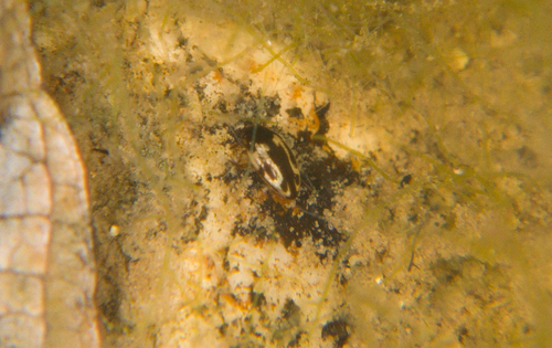Graptodytes varius