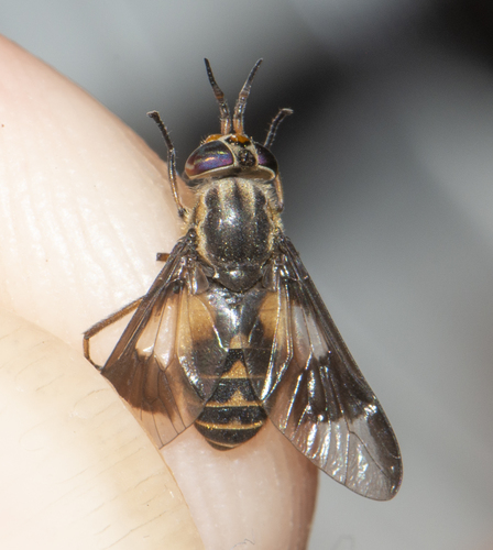 Chrysops sackeni