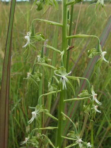 Paleface Ghost Orchid