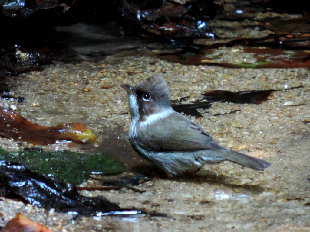 Burmese Yuhina photo