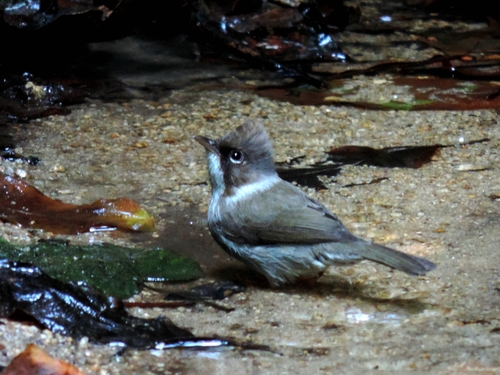 Burmese Yuhina