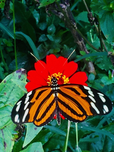 Ismenius tiger