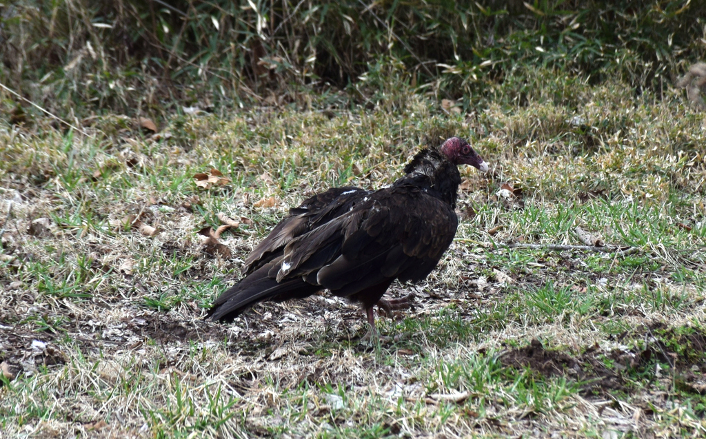 Turkey Vulture (Birds Of The Preserve At Shaker Village) · INaturalist