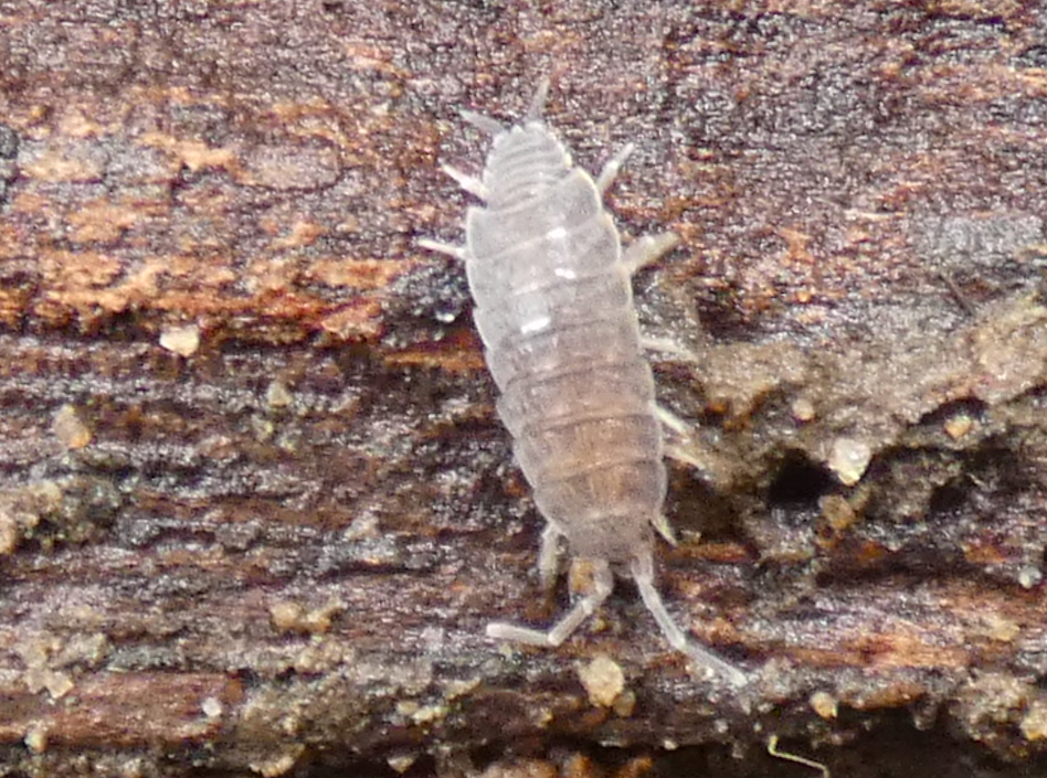 Powder Blue Isopod from Brisbane QLD, Australia on June 30, 2021 at 02