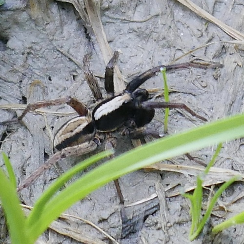 Alopecosa taeniata