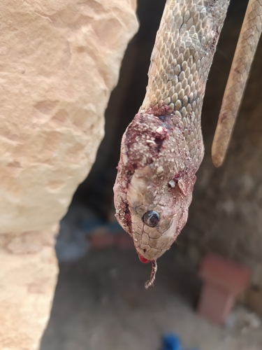 Algerian Whip Snake