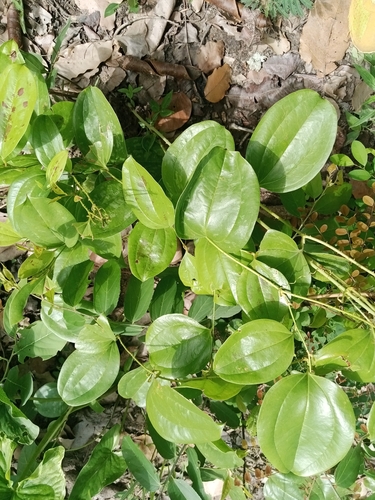 Smilacaceae image