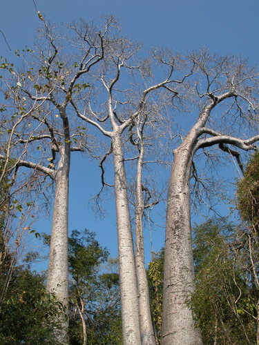 za baobab