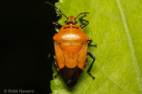 Oplomus mundus