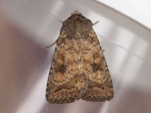 Mottled Rustic