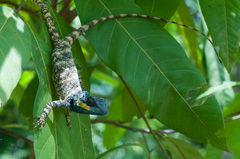 Vietnamese Blue Crested Lizard photo 4