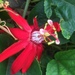 Passiflora 'Scarlet Flame' - Photo (c) Sharon Watson, all rights reserved, uploaded by Sharon Watson