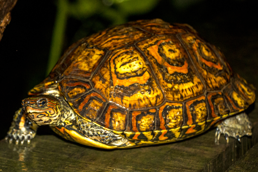 Painted Wood Turtle from Gringo Curt's Visitor Center, Agujitas de ...