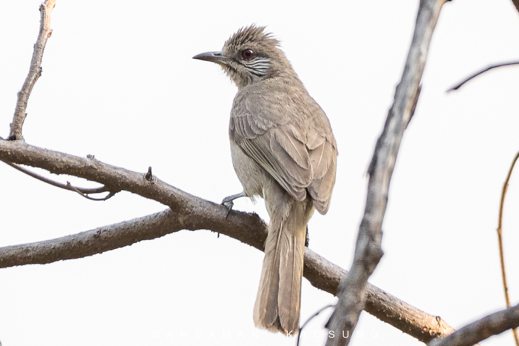 Ayeyarwady Bulbul photo