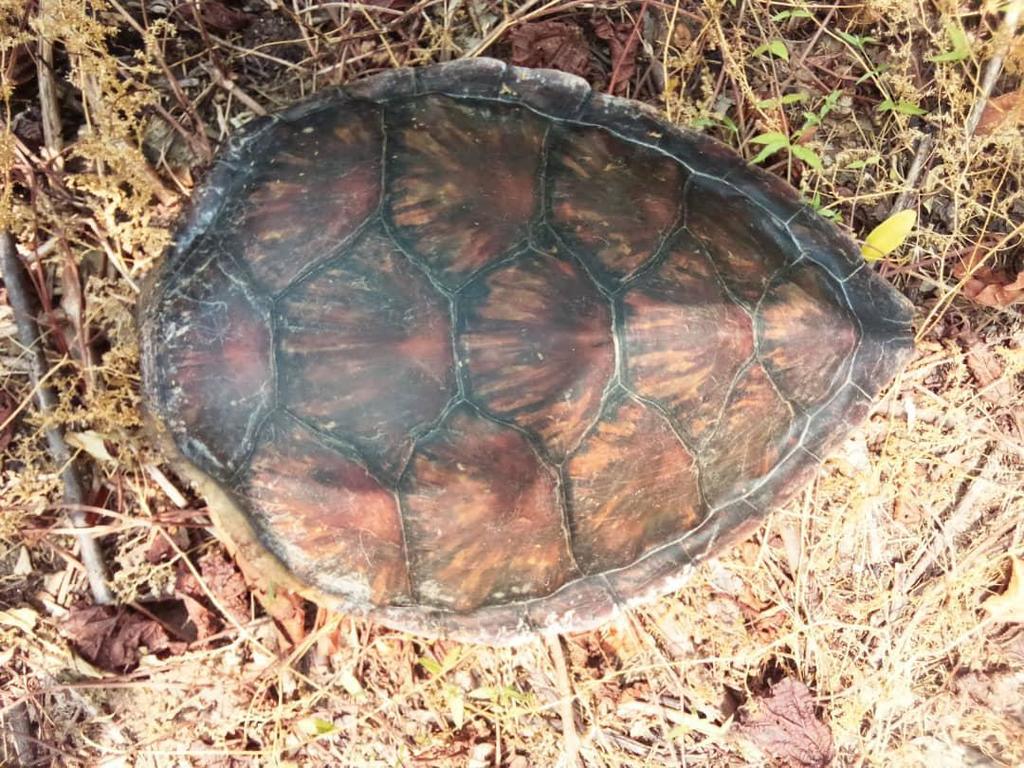 Green Turtle