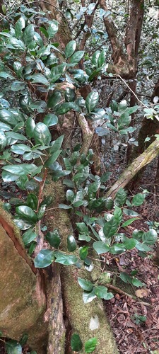 Coffea fadenii