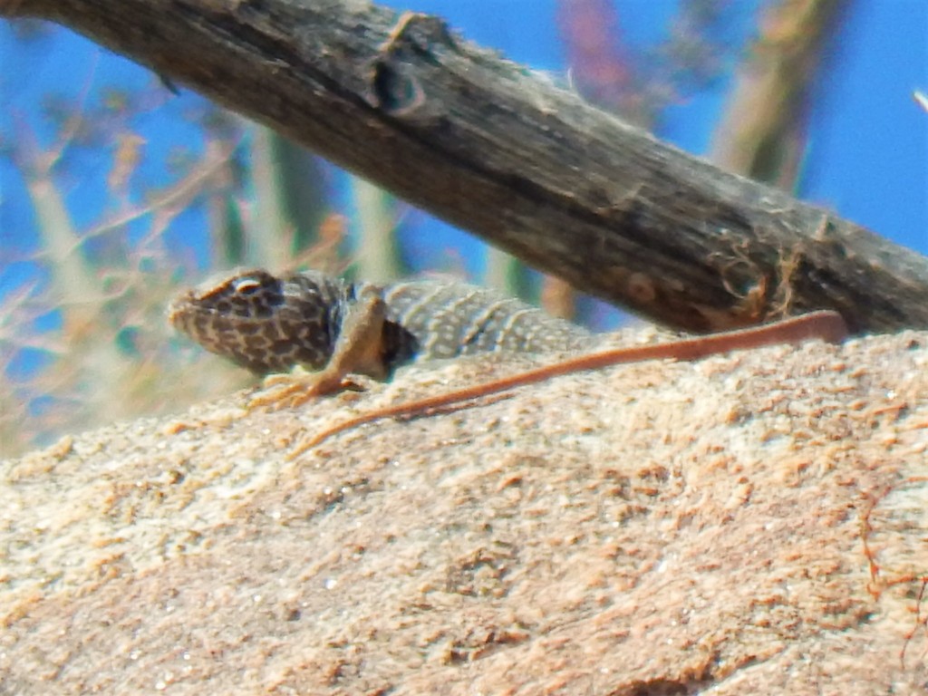 Baja California Collared Lizard In May 2016 By Matt Gruen · INaturalist