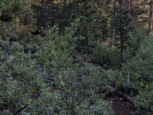 iNaturalist observation photo of California Black Bear