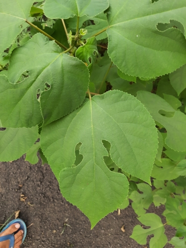 Paper mulberry