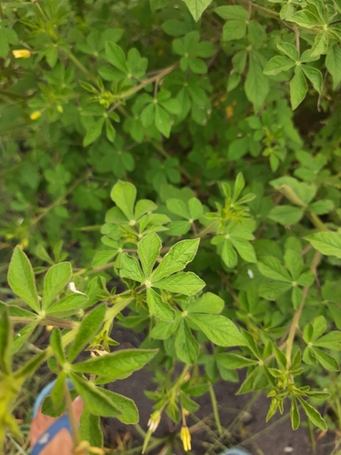 Asian Spiderflower