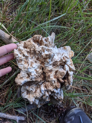 iNaturalist observation photo of Conifer Chicken of the Woods