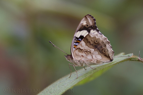 Blue-spot Pansy