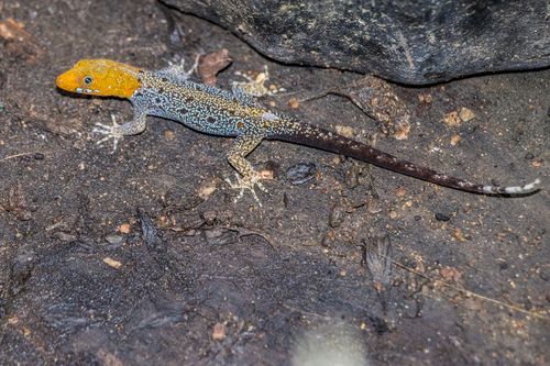 Yellow-headed Gecko