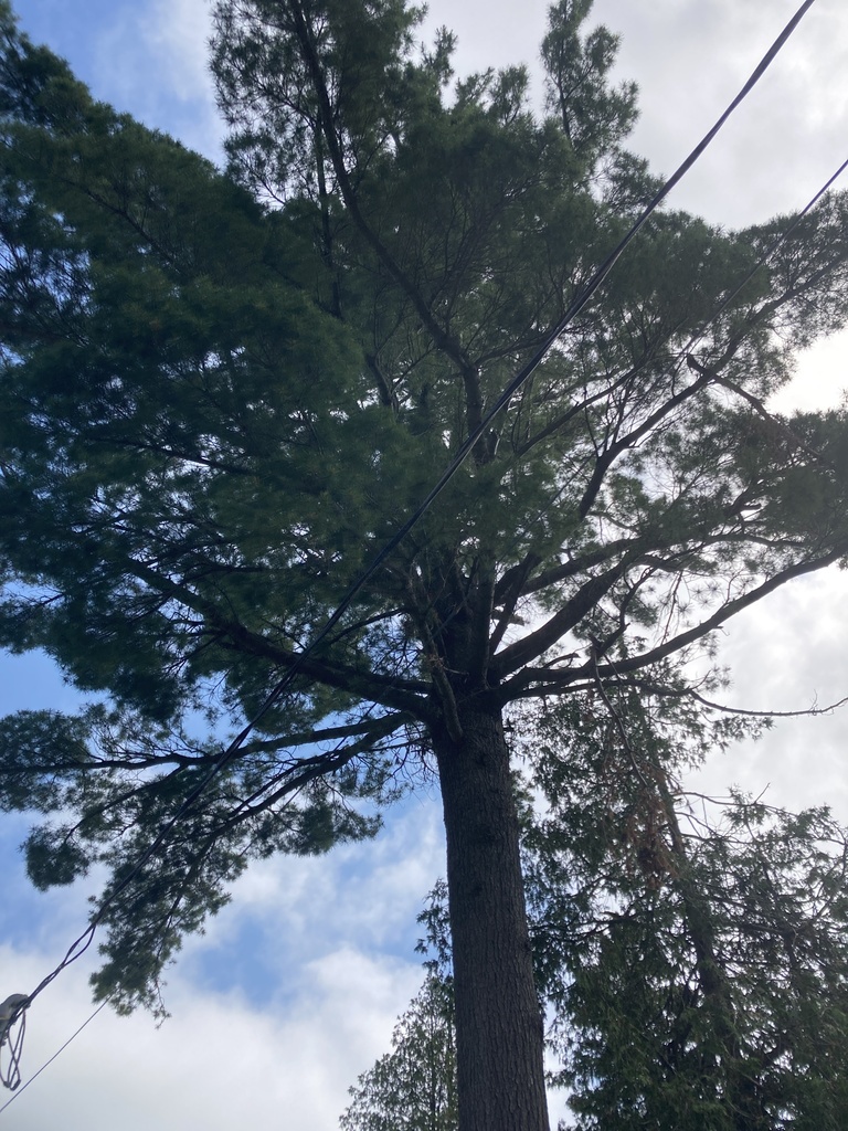 eastern white pine from St. Joseph Island, Richards Landing, ON, CA on ...