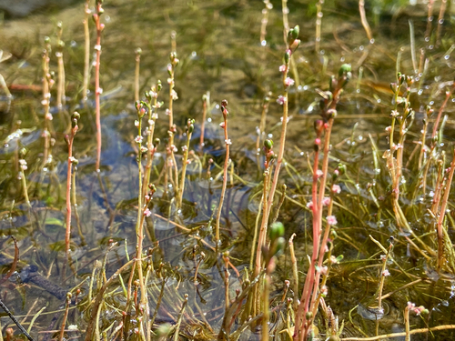 Myriophyllum tenellum