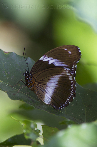Blue Diadem Butterfly