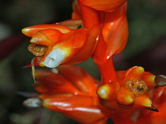 Guzmania multiflora image