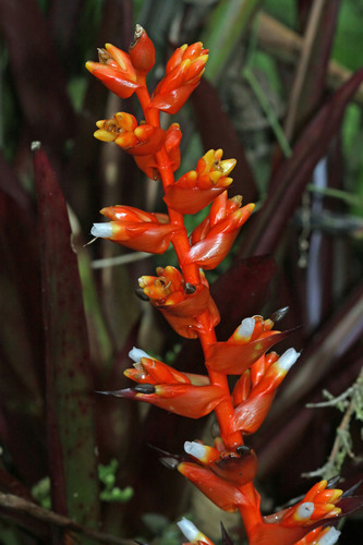 Guzmania multiflora (André) André ex Mez