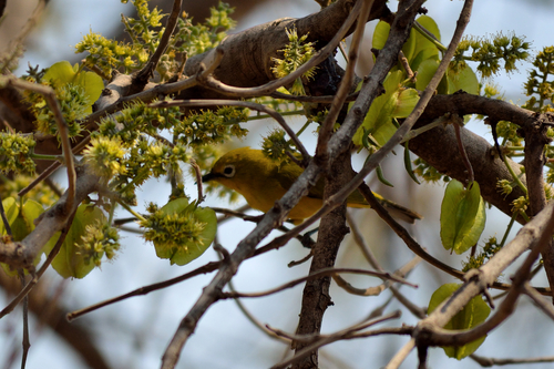 Southern Yellow White-eye