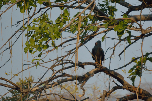 African Harrier-Hawk
