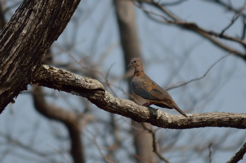 Laughing Dove