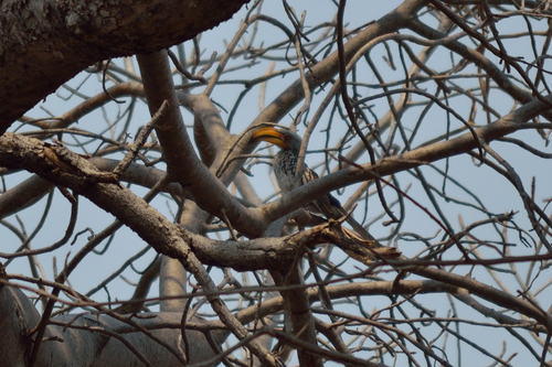 Southern Yellow-billed Hornbill
