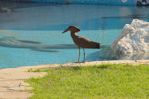 Common Hamerkop